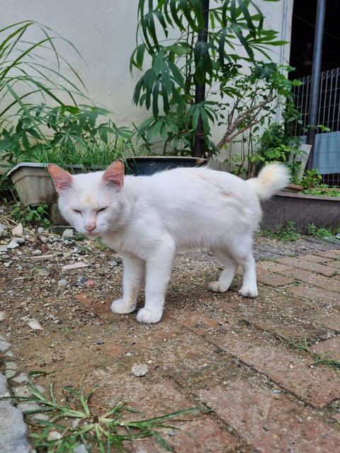 Mike - Domestic Long Hair Cat