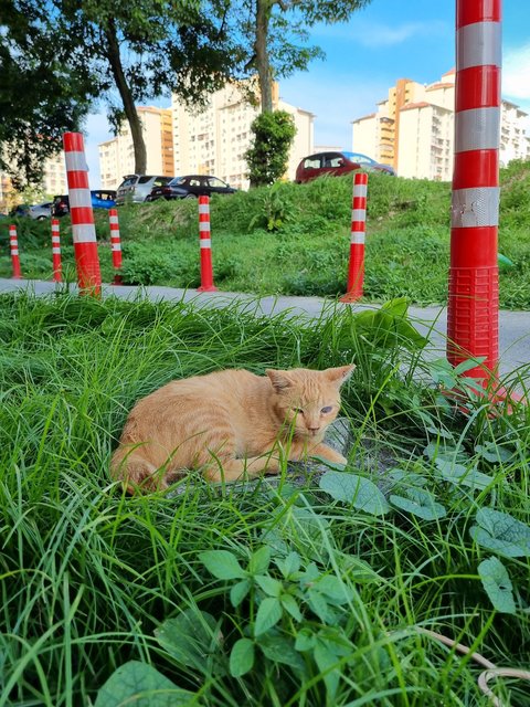 Jones - Domestic Short Hair Cat