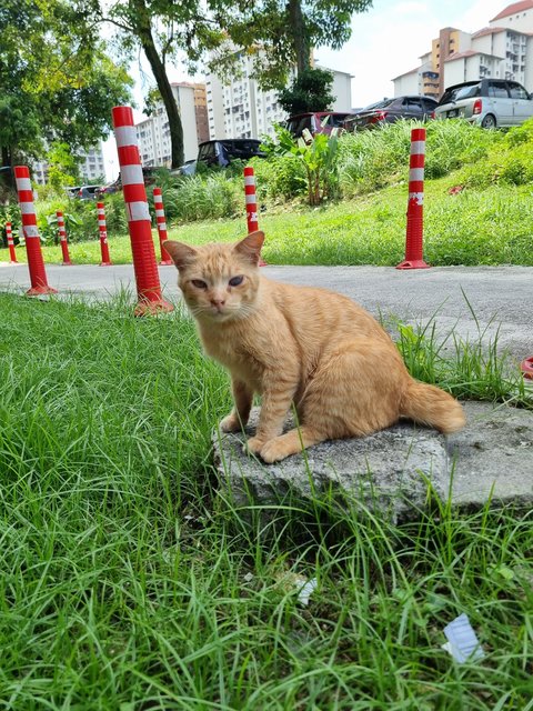 Jones - Domestic Short Hair Cat