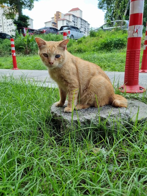 Jones - Domestic Short Hair Cat