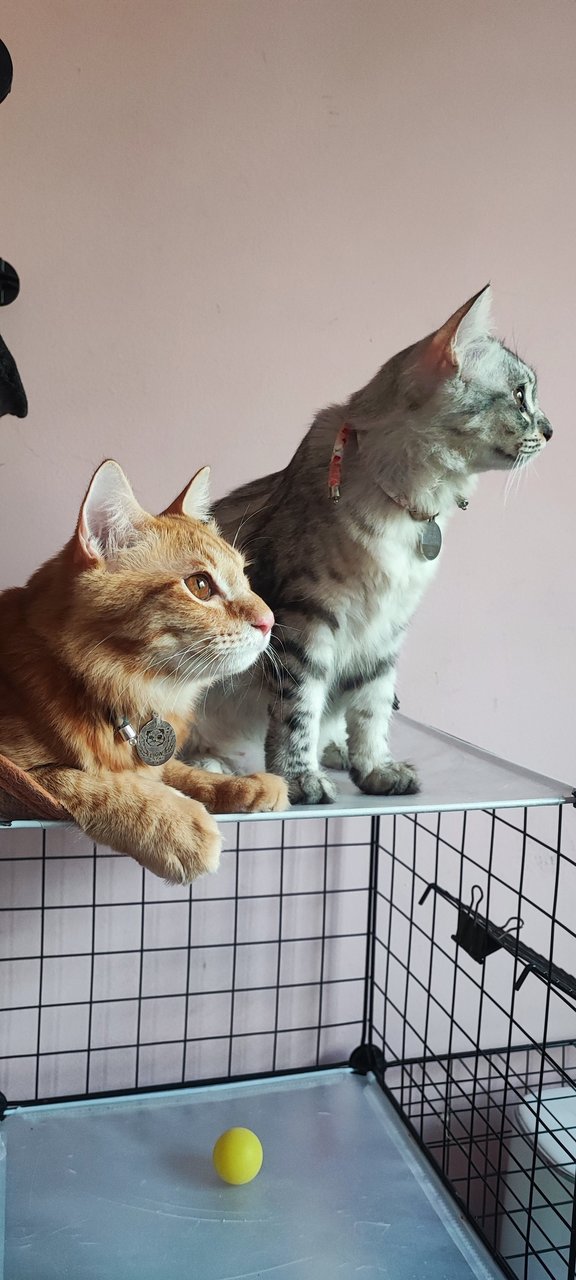 Huihui And Lion - Domestic Long Hair + American Shorthair Cat