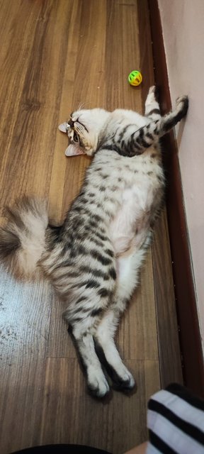 Huihui And Lion - Domestic Long Hair + American Shorthair Cat