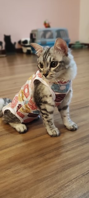 Huihui And Lion - Domestic Long Hair + American Shorthair Cat