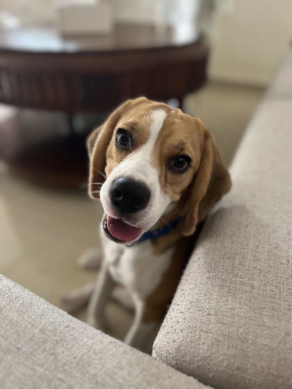 Lord Paddington “paddy” - Beagle Dog