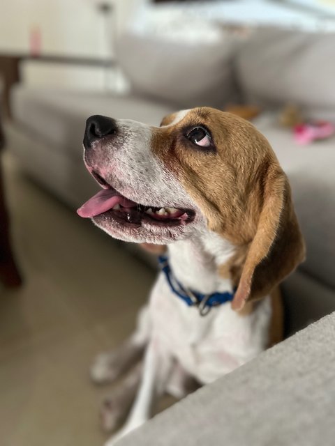 Lord Paddington “paddy” - Beagle Dog