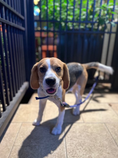 Lord Paddington “paddy” - Beagle Dog