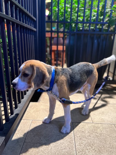 Lord Paddington “paddy” - Beagle Dog