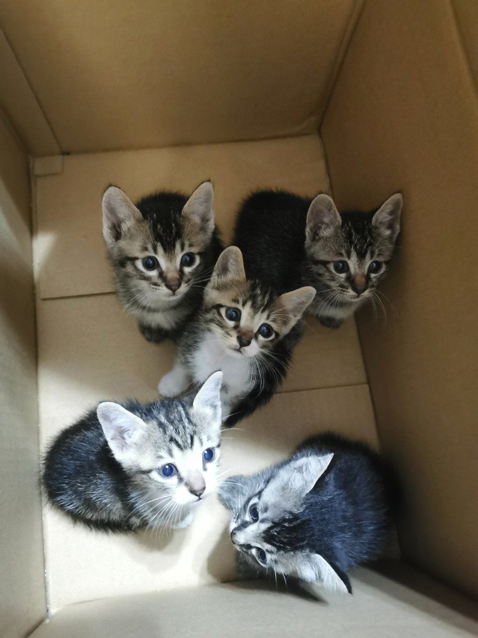 Kittens - Domestic Short Hair Cat