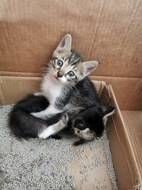 Kittens - Domestic Short Hair Cat