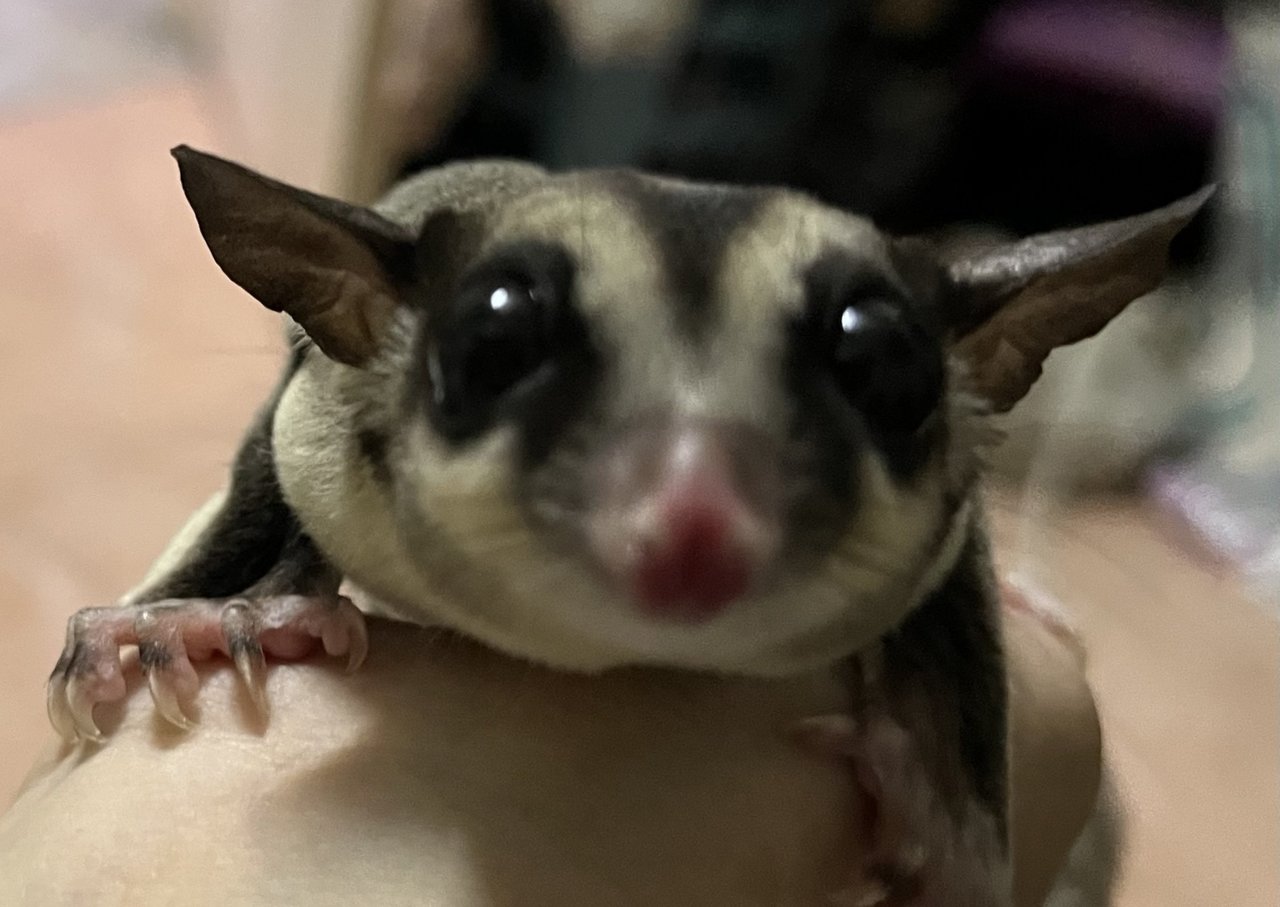 Sugar Glider (Classic Gray) - Sugar Glider Small & Furry