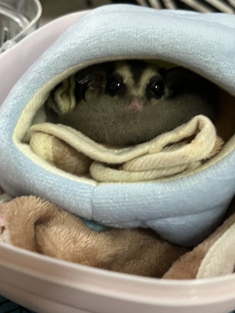 Sugar Glider (Classic Gray) - Sugar Glider Small & Furry