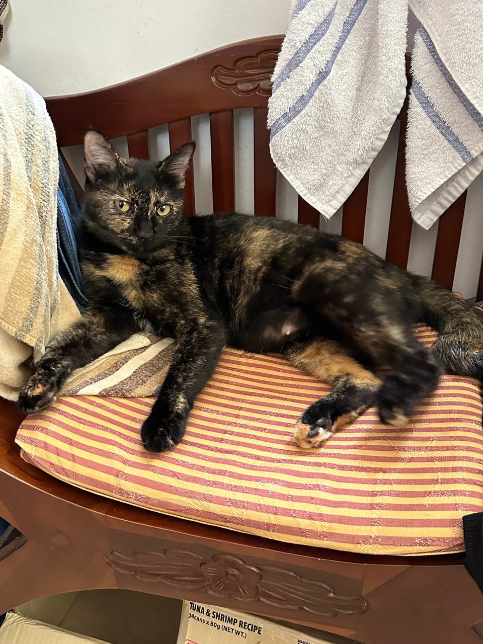 Caramel - Tortoiseshell + Domestic Short Hair Cat