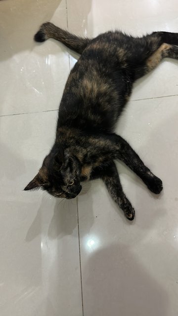 Caramel - Tortoiseshell + Domestic Short Hair Cat