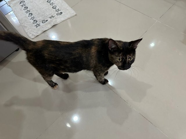 Caramel - Tortoiseshell + Domestic Short Hair Cat