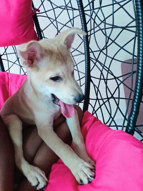 Meenu - Mixed Breed Dog