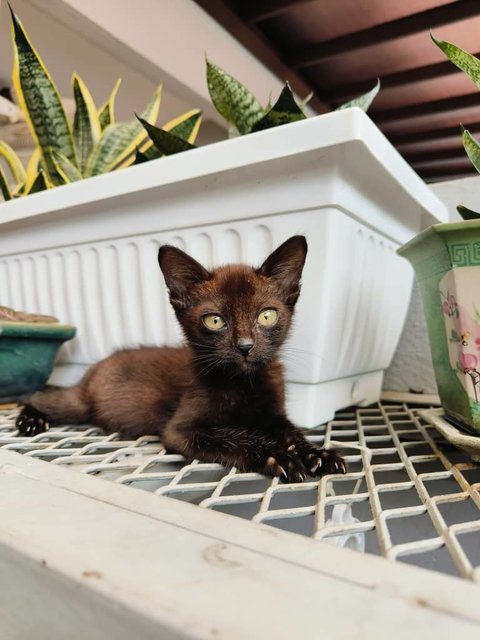 Blackie The Kitten  - Domestic Short Hair Cat