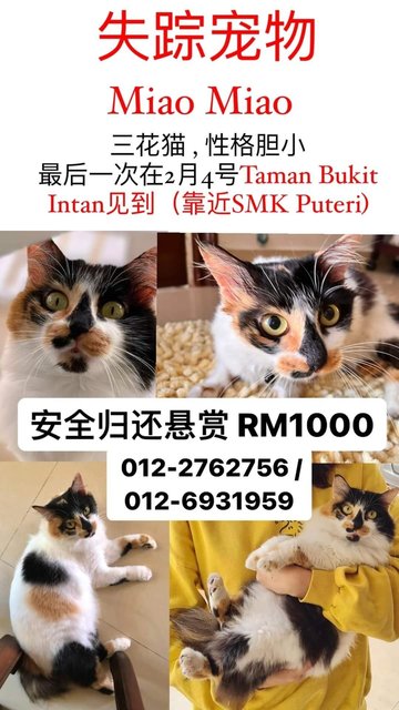 Miao Miao - Domestic Medium Hair Cat