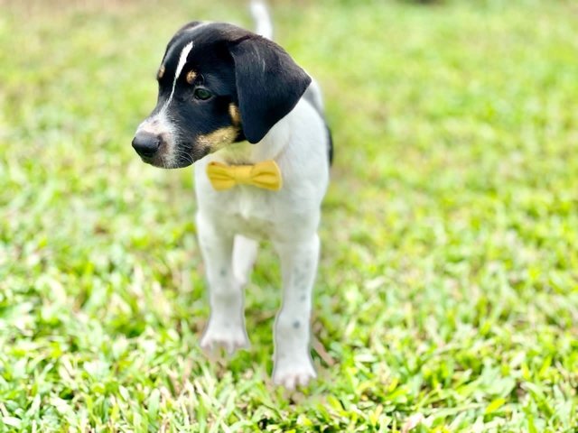 Terry - Mixed Breed Dog