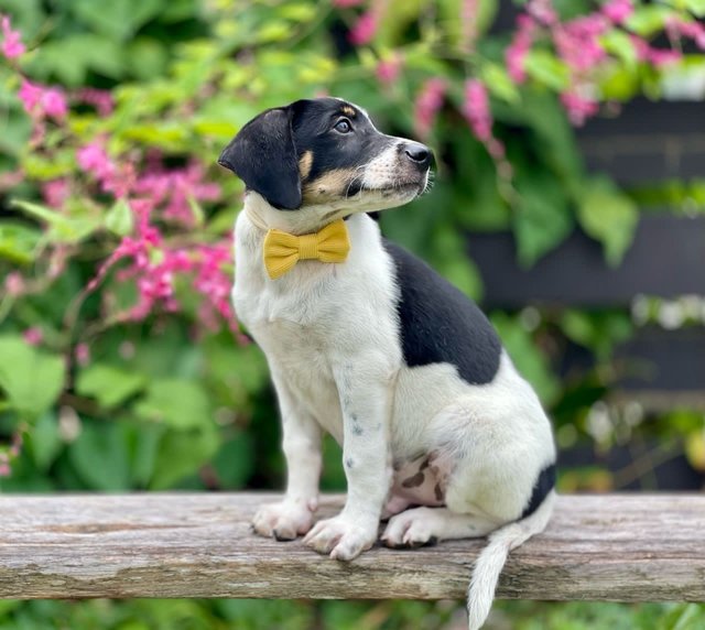 Terry - Mixed Breed Dog