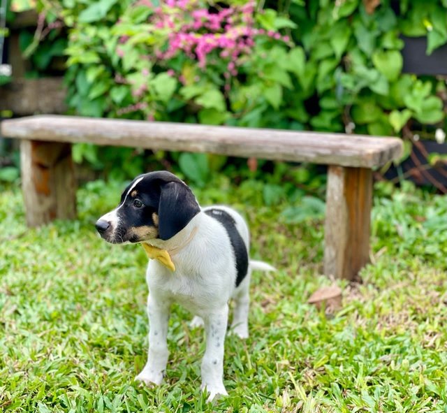 Terry - Mixed Breed Dog