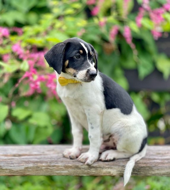 Terry - Mixed Breed Dog