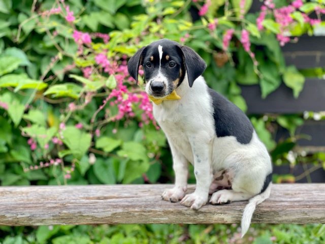 Terry - Mixed Breed Dog