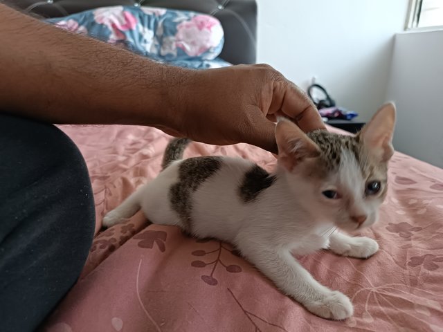 Mochi, Leo, Luna - Domestic Short Hair + British Shorthair Cat