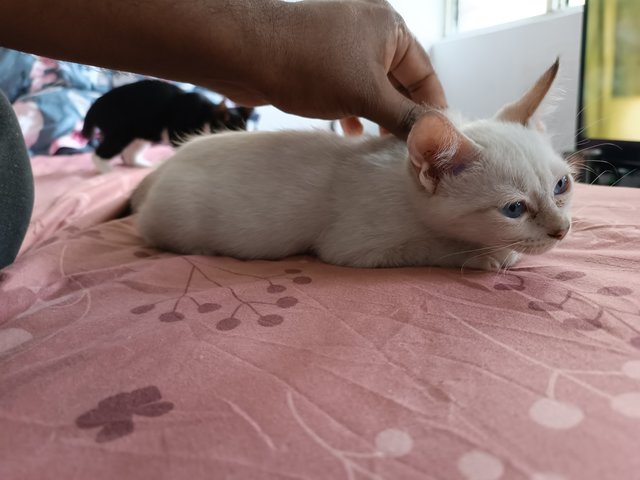 Mochi, Leo, Luna - Domestic Short Hair + British Shorthair Cat