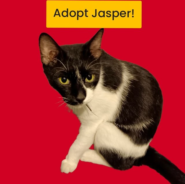 Jasper The Hero - Domestic Short Hair Cat