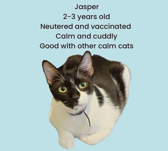 Jasper The Hero - Domestic Short Hair Cat