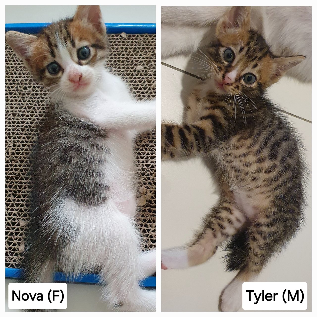 Nova, Tyler - Domestic Short Hair Cat