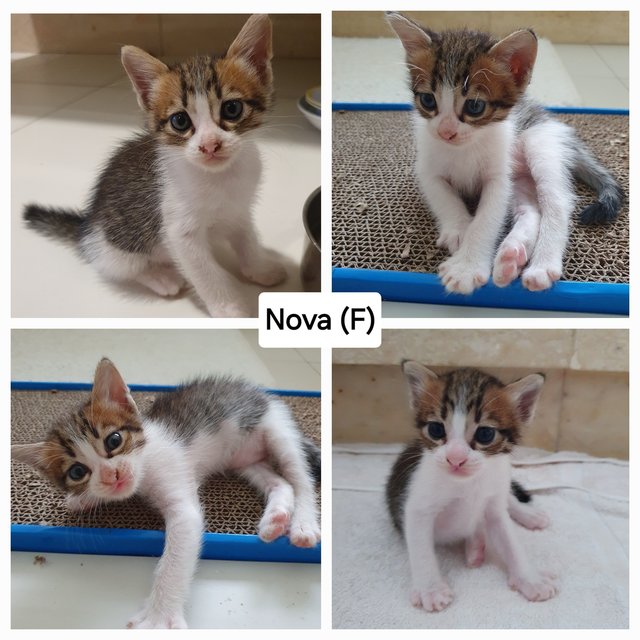 Nova, Tyler - Domestic Short Hair Cat