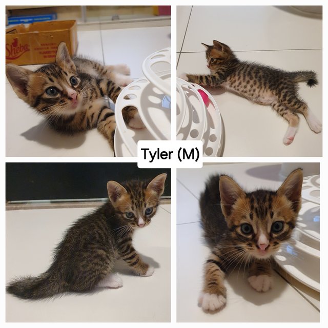 Nova, Tyler - Domestic Short Hair Cat