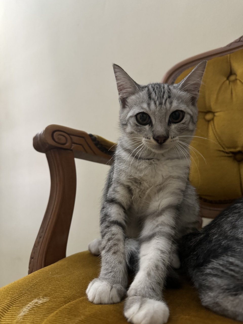 Benjamin &amp; Pinky - Domestic Short Hair Cat