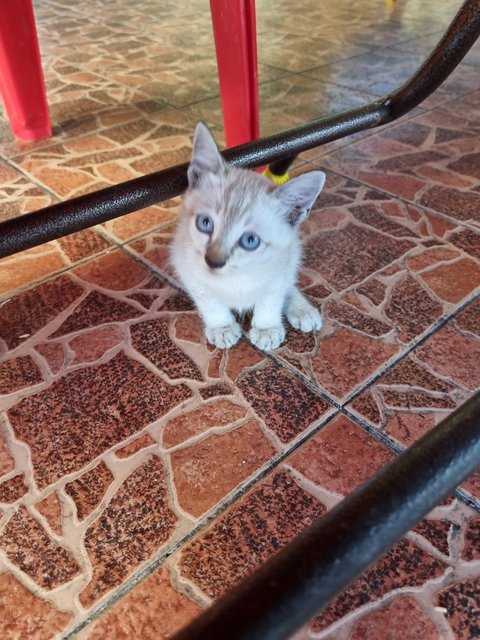 Lovely Family  - Domestic Medium Hair Cat