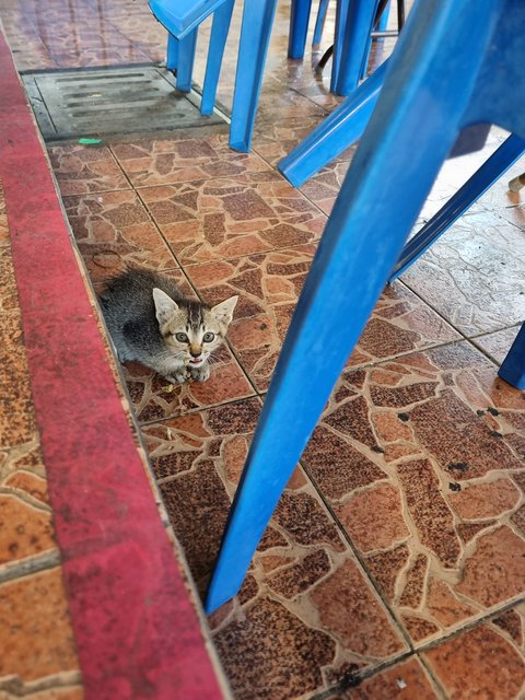 Lovely Family  - Domestic Medium Hair Cat