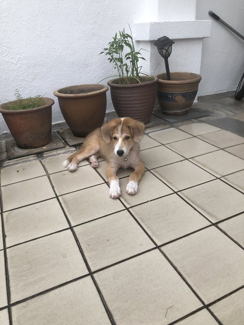 Max - Australian Cattle Dog/Blue Heeler Mix Dog