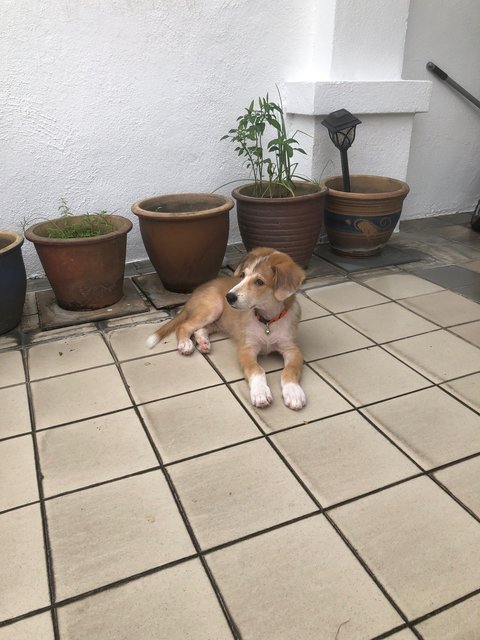 Max - Australian Cattle Dog/Blue Heeler Mix Dog