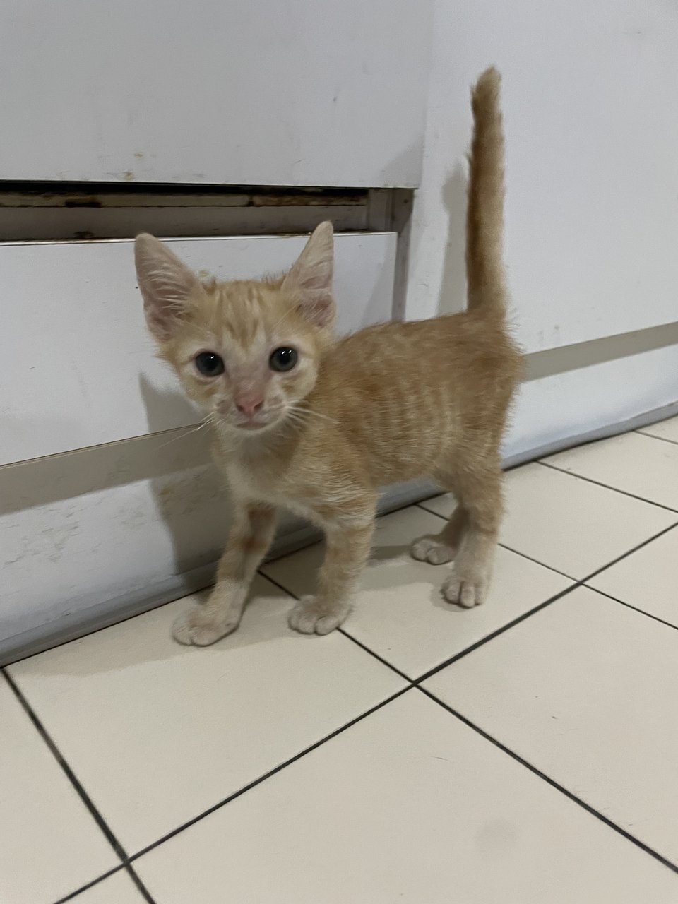 Ginger - Domestic Short Hair Cat