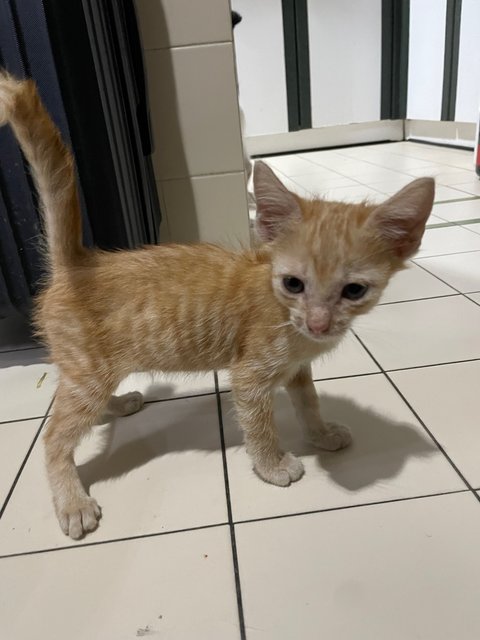 Ginger - Domestic Short Hair Cat