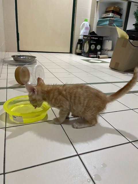 Ginger - Domestic Short Hair Cat