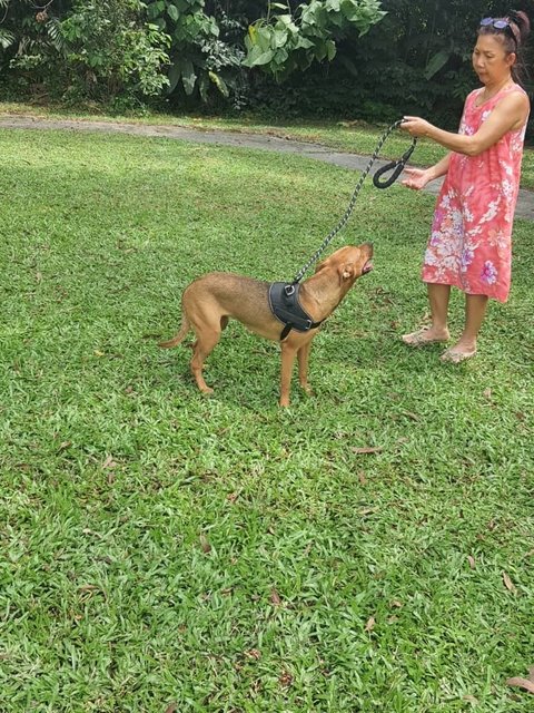 Hana - (Spayed)  - German Pinscher Mix Dog