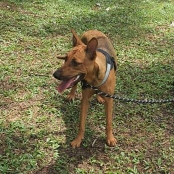 Hana - (Spayed)  - German Pinscher Mix Dog