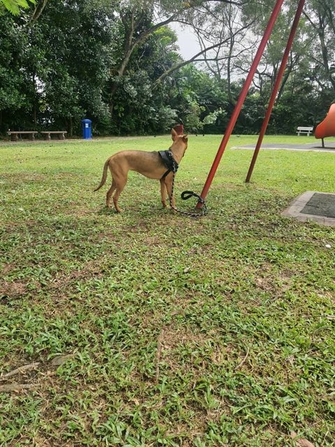 Hana - (Spayed)  - German Pinscher Mix Dog