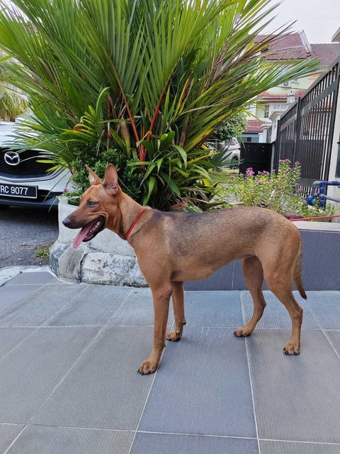 Hana - (Spayed)  - German Pinscher Mix Dog