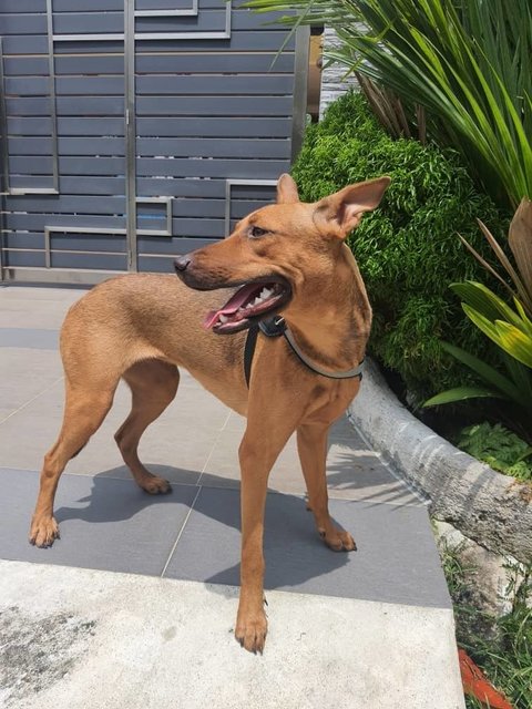 Hana - (Spayed)  - German Pinscher Mix Dog