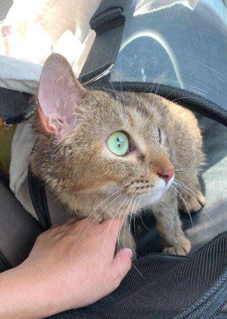 Sweet-faced Choki - Domestic Short Hair Cat