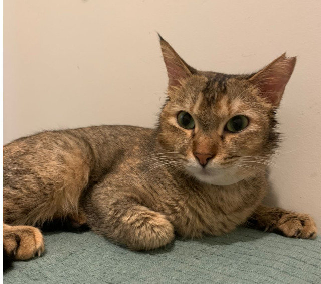 Sweet-faced Choki - Domestic Short Hair Cat