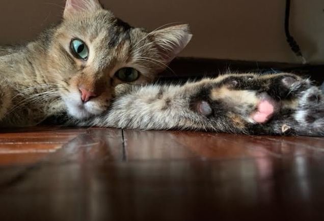 Sweet-faced Choki - Domestic Short Hair Cat