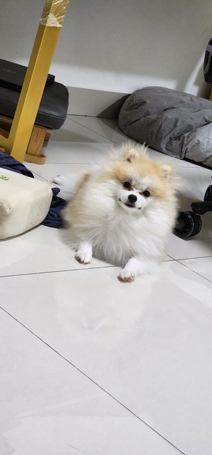 Harpy - Pomeranian Dog